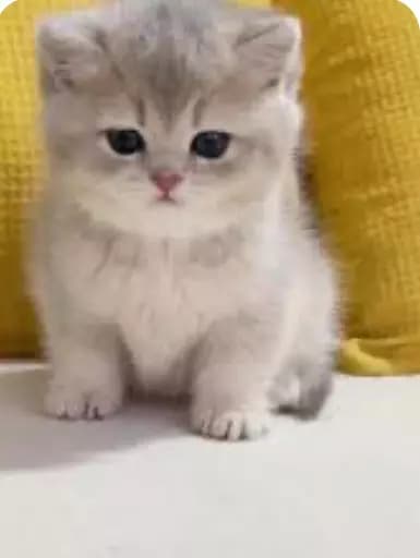 Mewby thumbnail