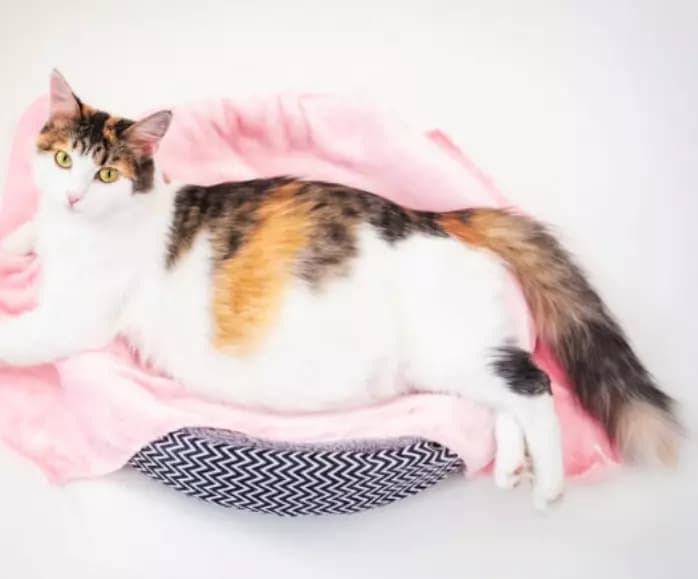Mumma Mew thumbnail