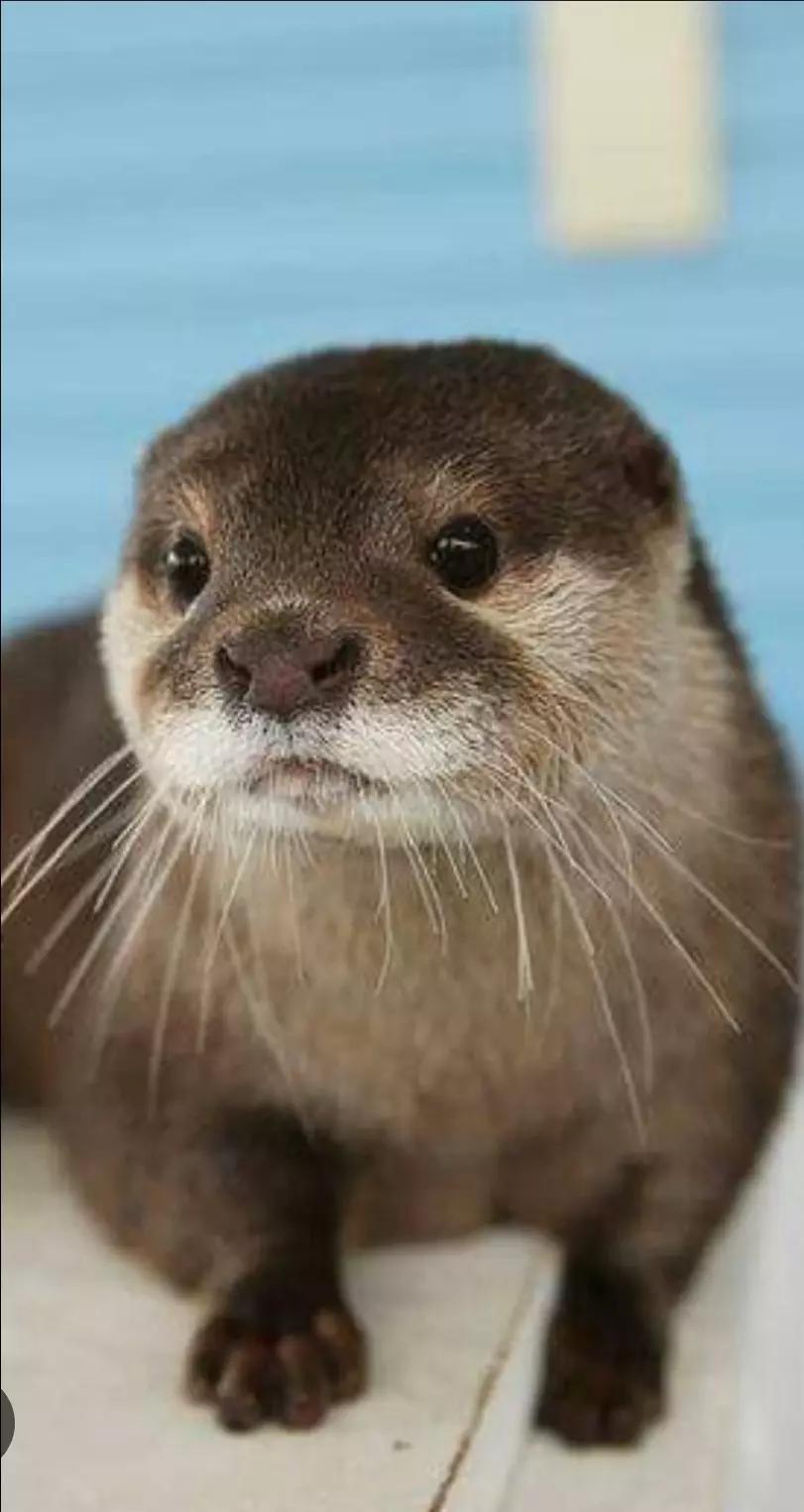 Pet otter! 🦦🩷 thumbnail