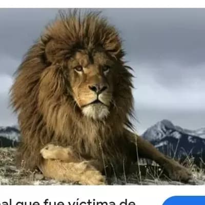 Leon Kalemes thumbnail