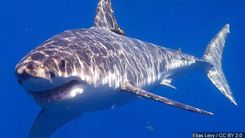 Great white Shark thumbnail