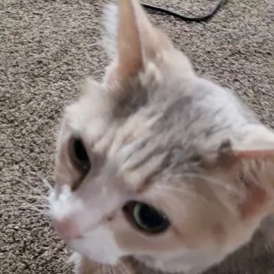 Fat Cat thumbnail