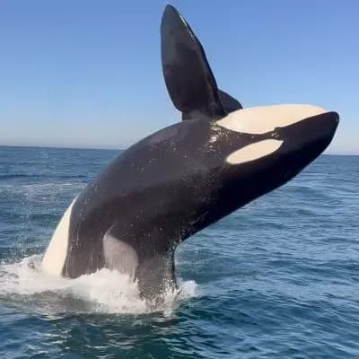 Orcas thumbnail