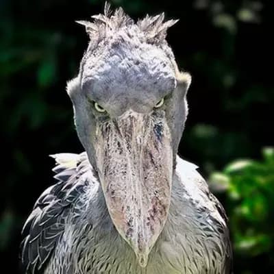 Shoebill stork  thumbnail