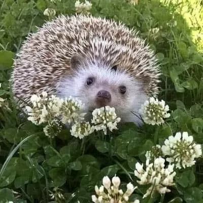 Hedgehog🦔 thumbnail