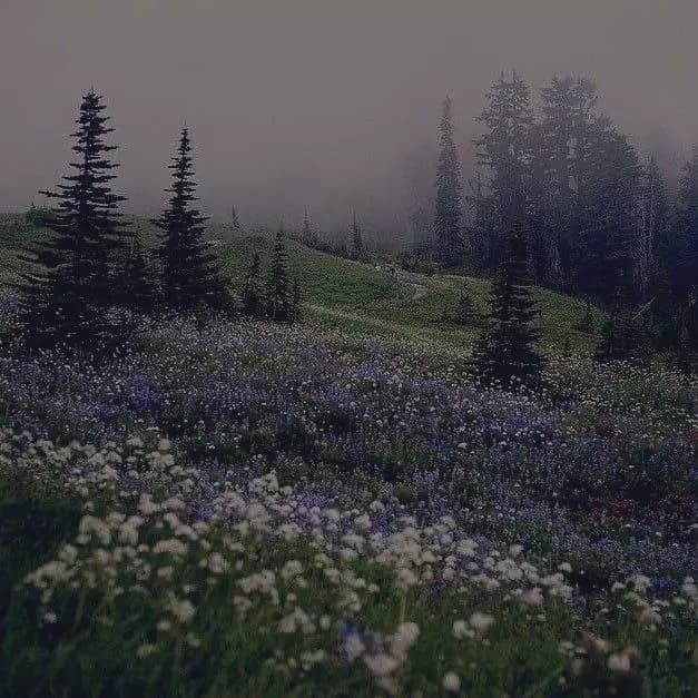 The forest thumbnail