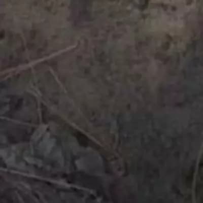 Father thumbnail