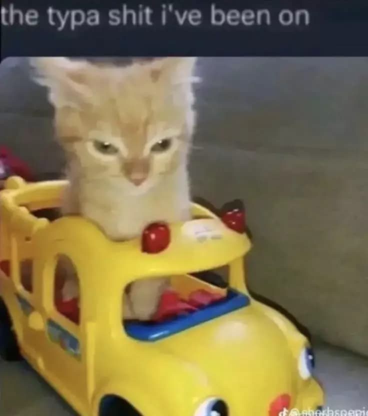 Cat in a car thumbnail