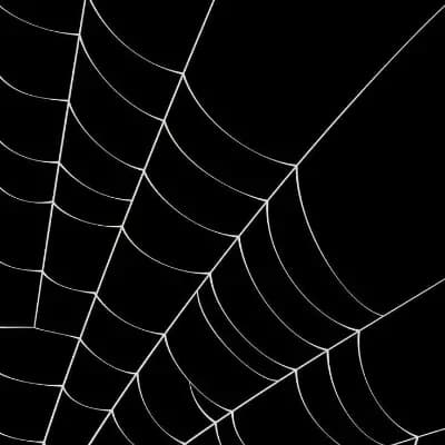 The life of a spider thumbnail