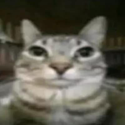Broken cat thumbnail