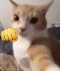 Juninho o gato da Justiça thumbnail
