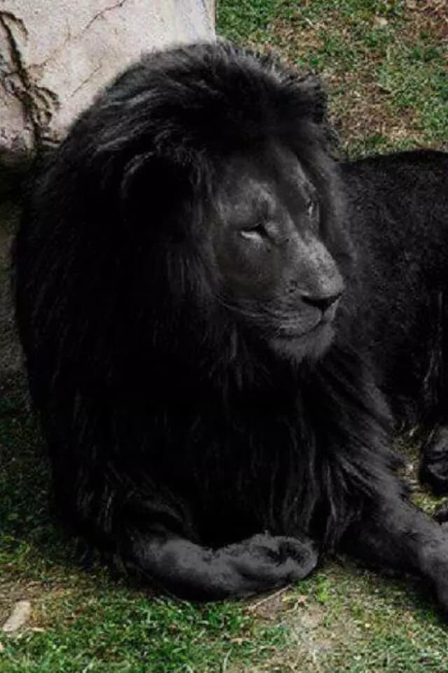 the lion king thumbnail