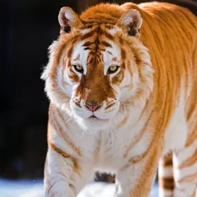 Rajah thumbnail