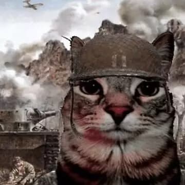 mity (war cat) thumbnail