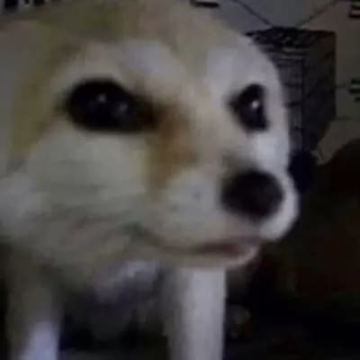 Girl fennec fox thumbnail