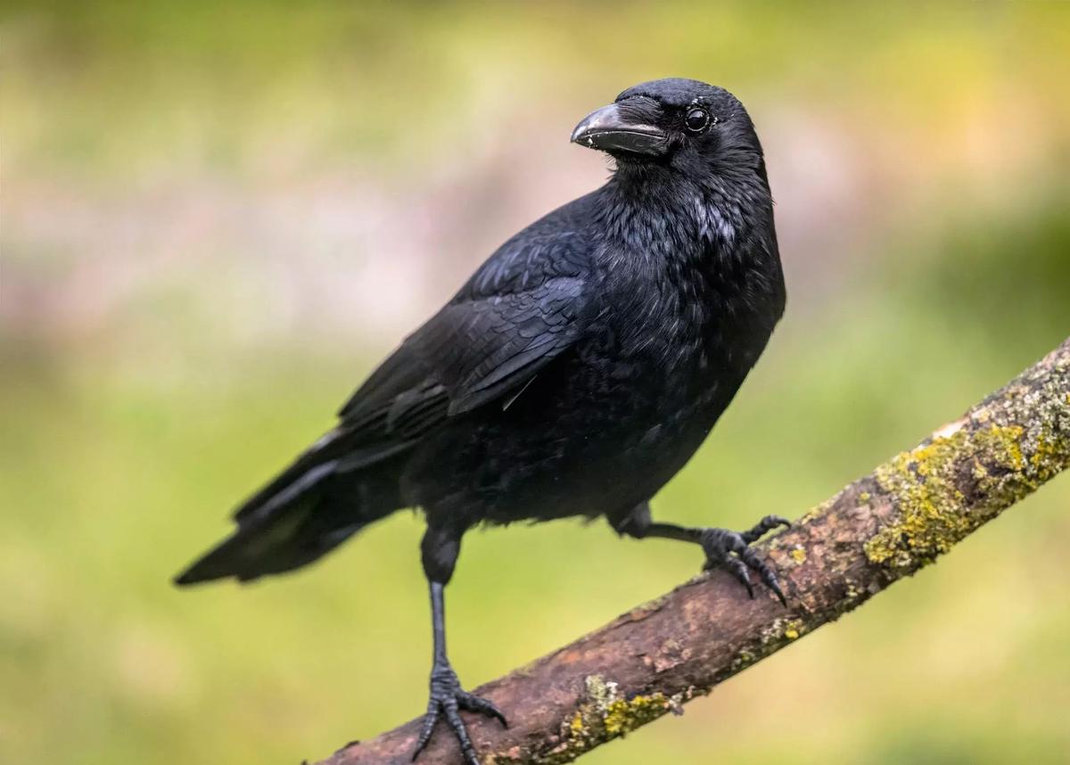 Crow thumbnail