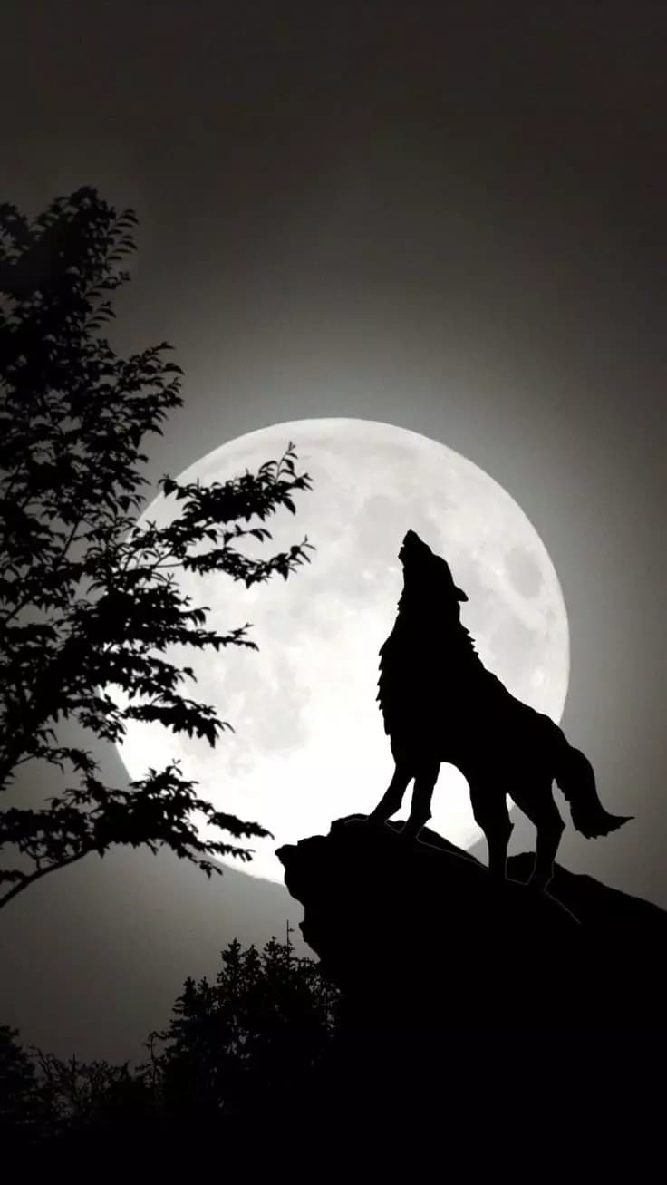 Wolf thumbnail