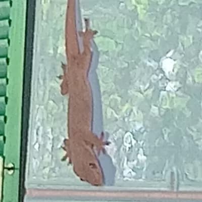 Lizard thumbnail