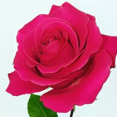 Rose thumbnail