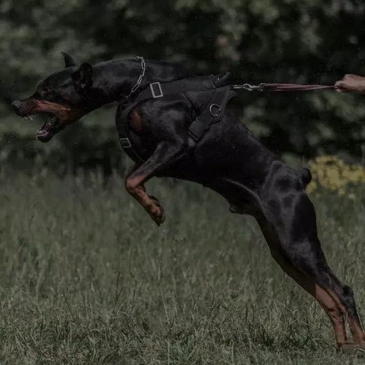 [female doberman] thumbnail