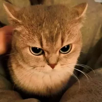 Cranky thumbnail