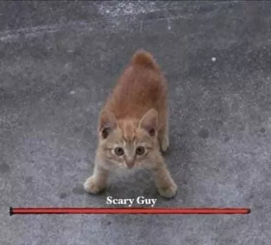 Scary Guy (Cat) thumbnail