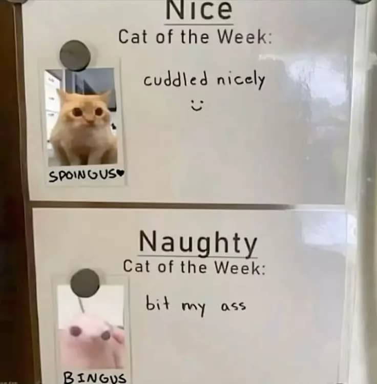 Spolngus & Bingus thumbnail