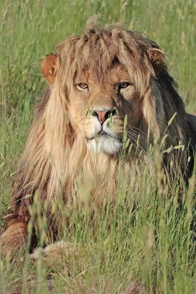 lion thumbnail