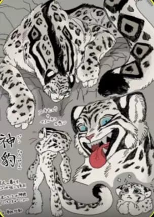 Zimba || Snow leopard thumbnail