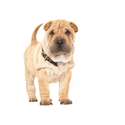 Doggy thumbnail