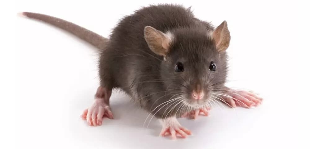Rato thumbnail