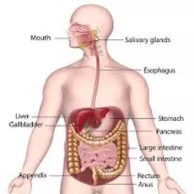 Gastro thumbnail