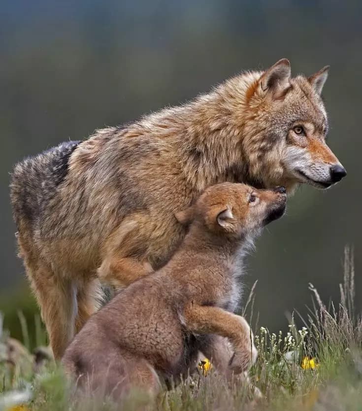 Theodore - Your Father Wolf. thumbnail
