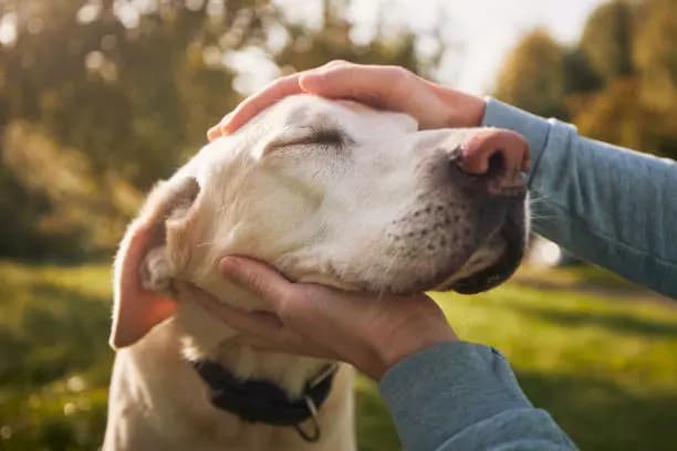🦴 You are a dog (RP) thumbnail