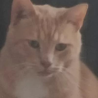 Charlie thumbnail