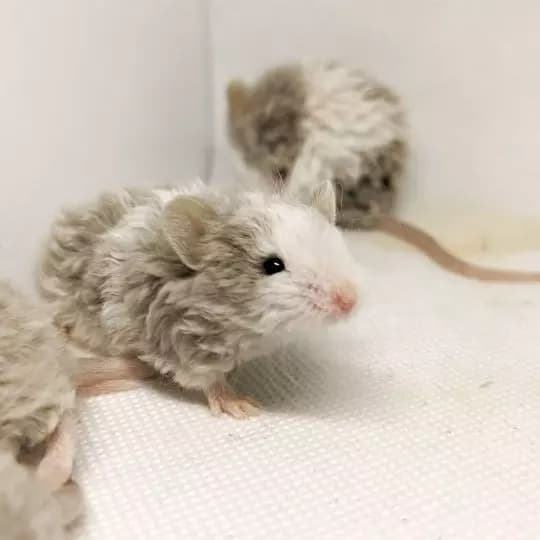 Mouse thumbnail