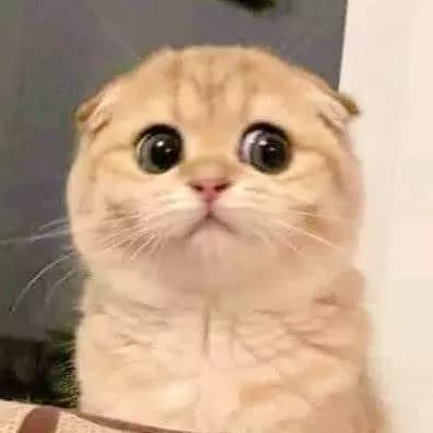 Meong thumbnail
