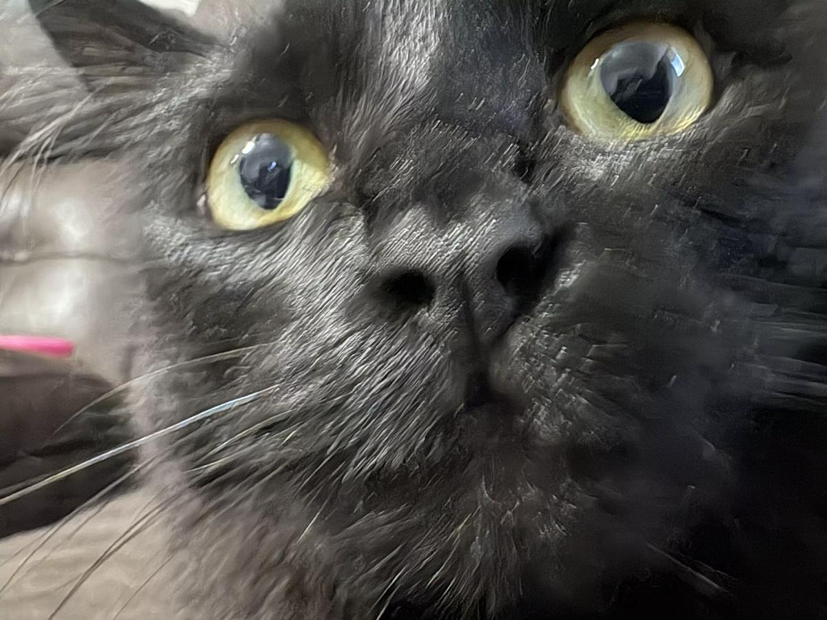 Cat thumbnail