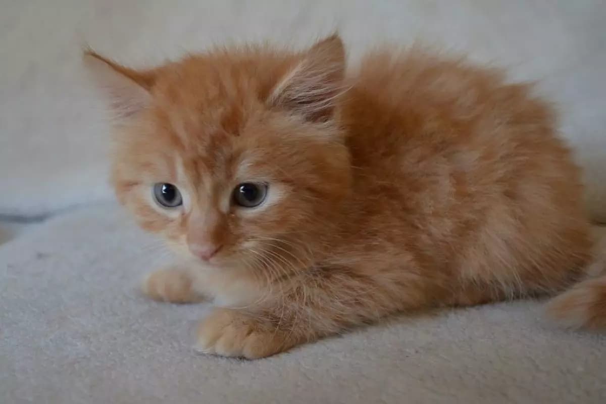 Ragú il gattino thumbnail