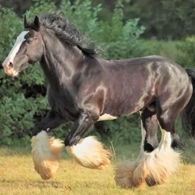 Shire horse thumbnail
