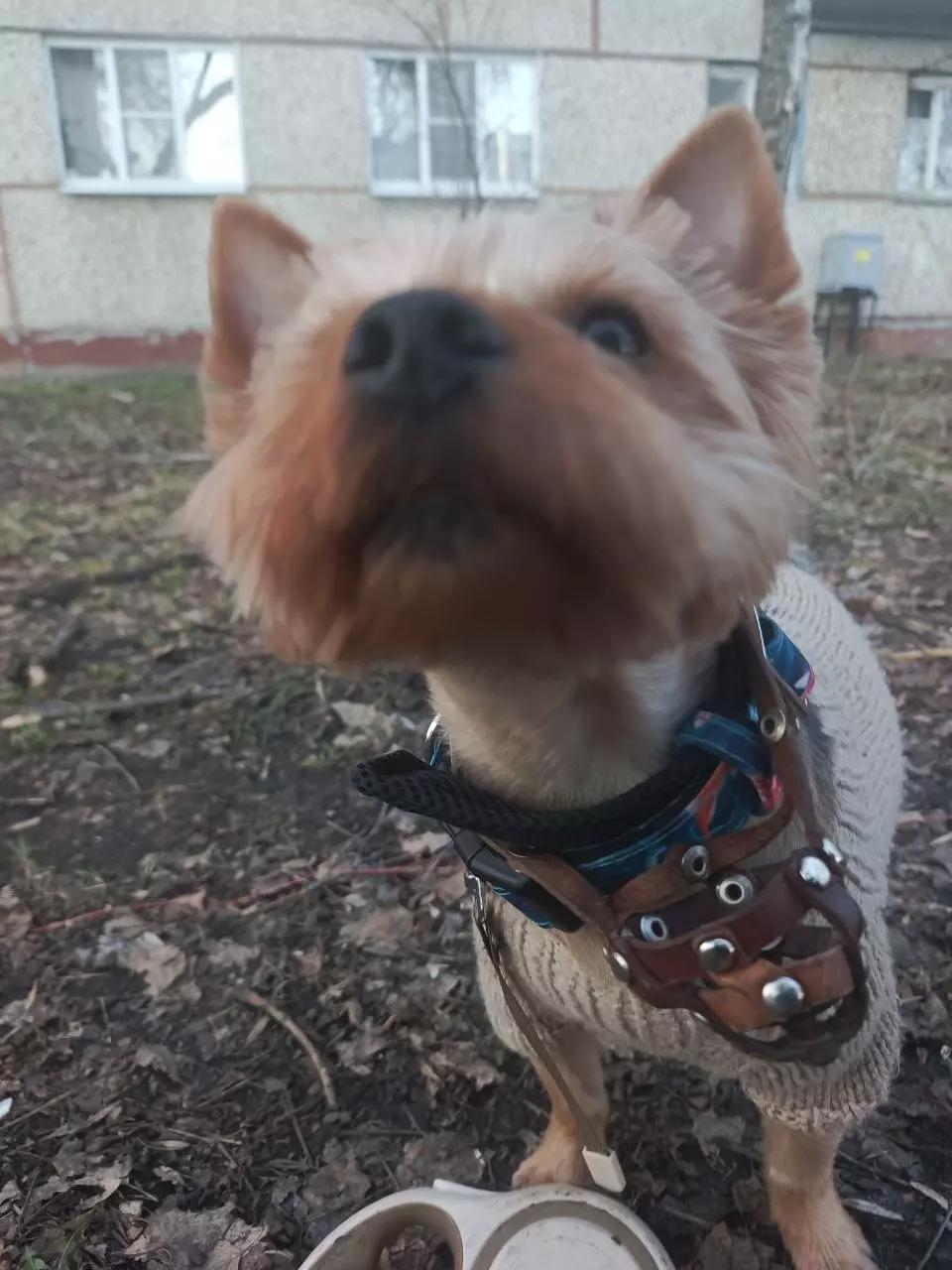 Laikusha) thumbnail