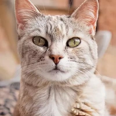 Kim Jinwoo thumbnail