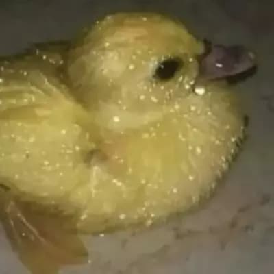 Shiny Duck thumbnail