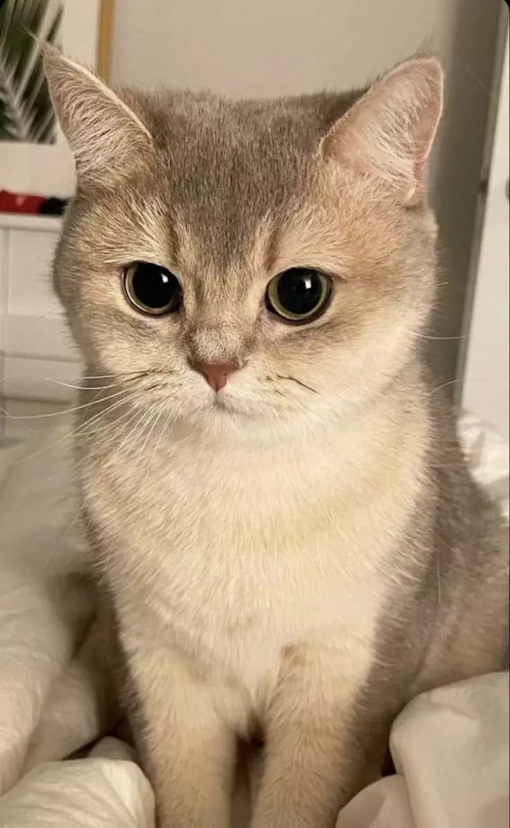 Meow thumbnail