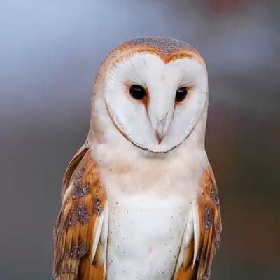 Clan of Owls thumbnail
