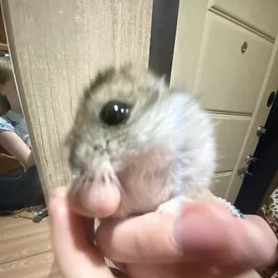 Lucas thumbnail