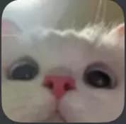 Pet cat thumbnail