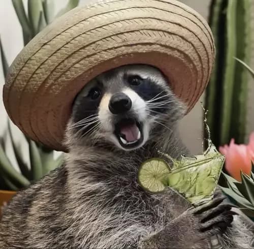 Party raccoon. thumbnail