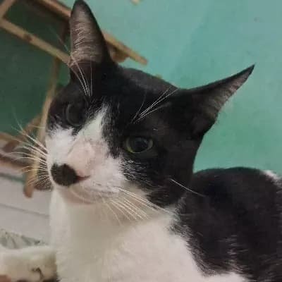 Ben Cat: The Assistant Professor thumbnail