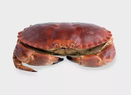 Crab Jimmy thumbnail